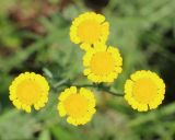 Tanacetum millefolium. Соцветия. Ростовская обл., Неклиновский р-н, Большенеклиновское с/п, \"Миусский склон\" в дол. р. Миус, верхняя часть склона. 03.06.2016.