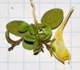Kickxia sagittata