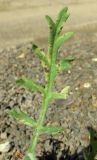 Papaver albiflorum. Стеблевой лист. Крым, Бахчисарайский р-н, с. Счастливое, обочина дороги. 20 июня 2016 г.