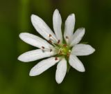 Stellaria discolor. Цветок. Приморский край, Шкотовский р-н, окр. с. Речица, по краю дороги, проходящей через сырой луг. 30.06.2016.