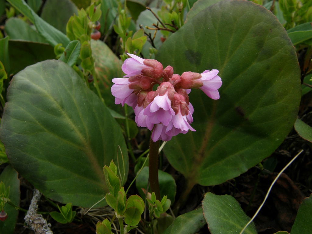 Изображение особи Bergenia crassifolia.