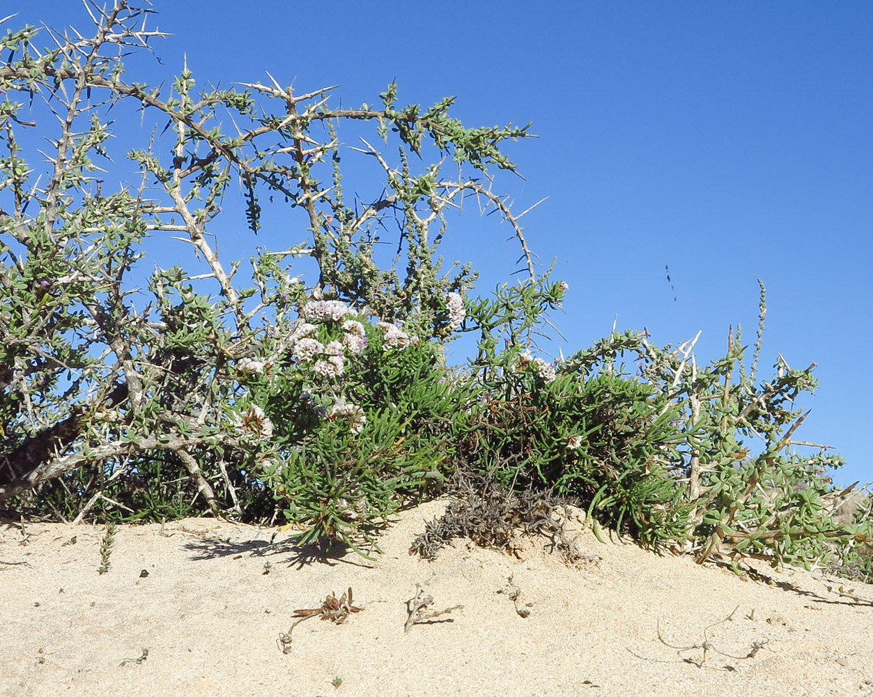 Image of Limonium papillatum specimen.