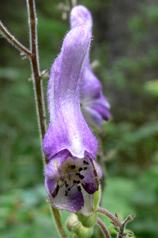 Изображение особи Aconitum septentrionale.