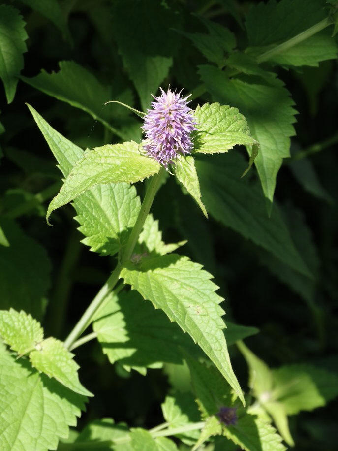 Image of Agastache rugosa specimen.