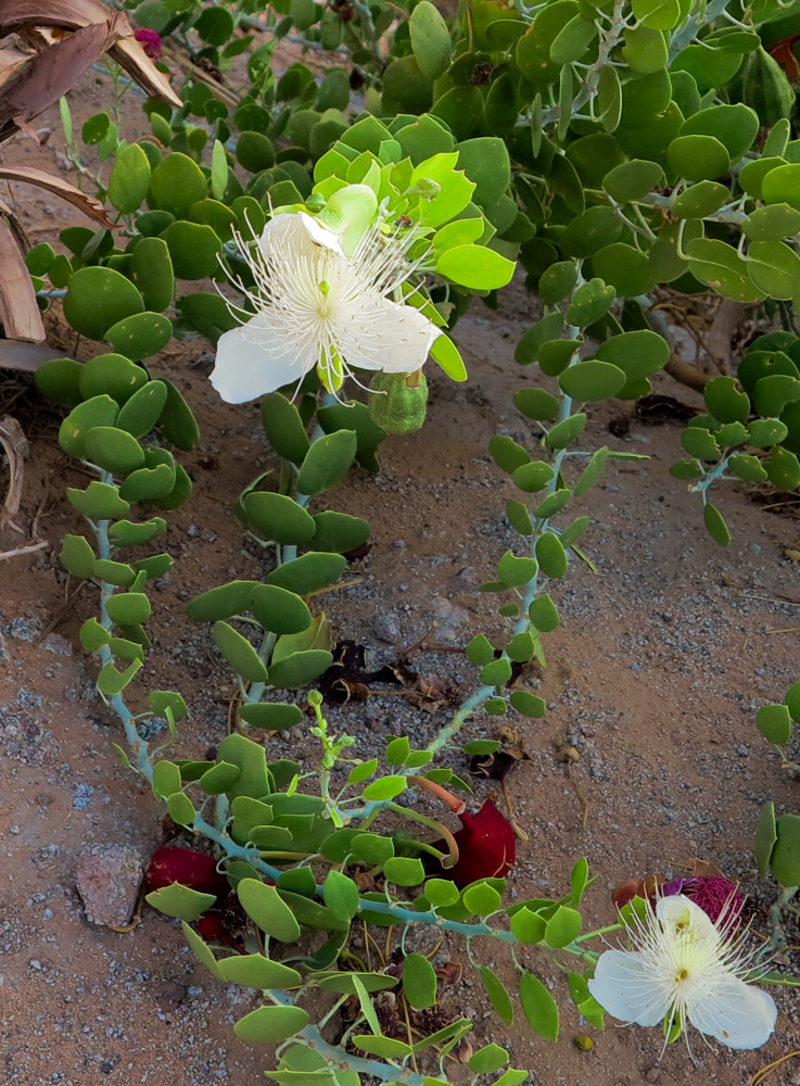 Изображение особи Capparis cartilaginea.