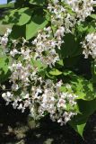 Catalpa bignonioides