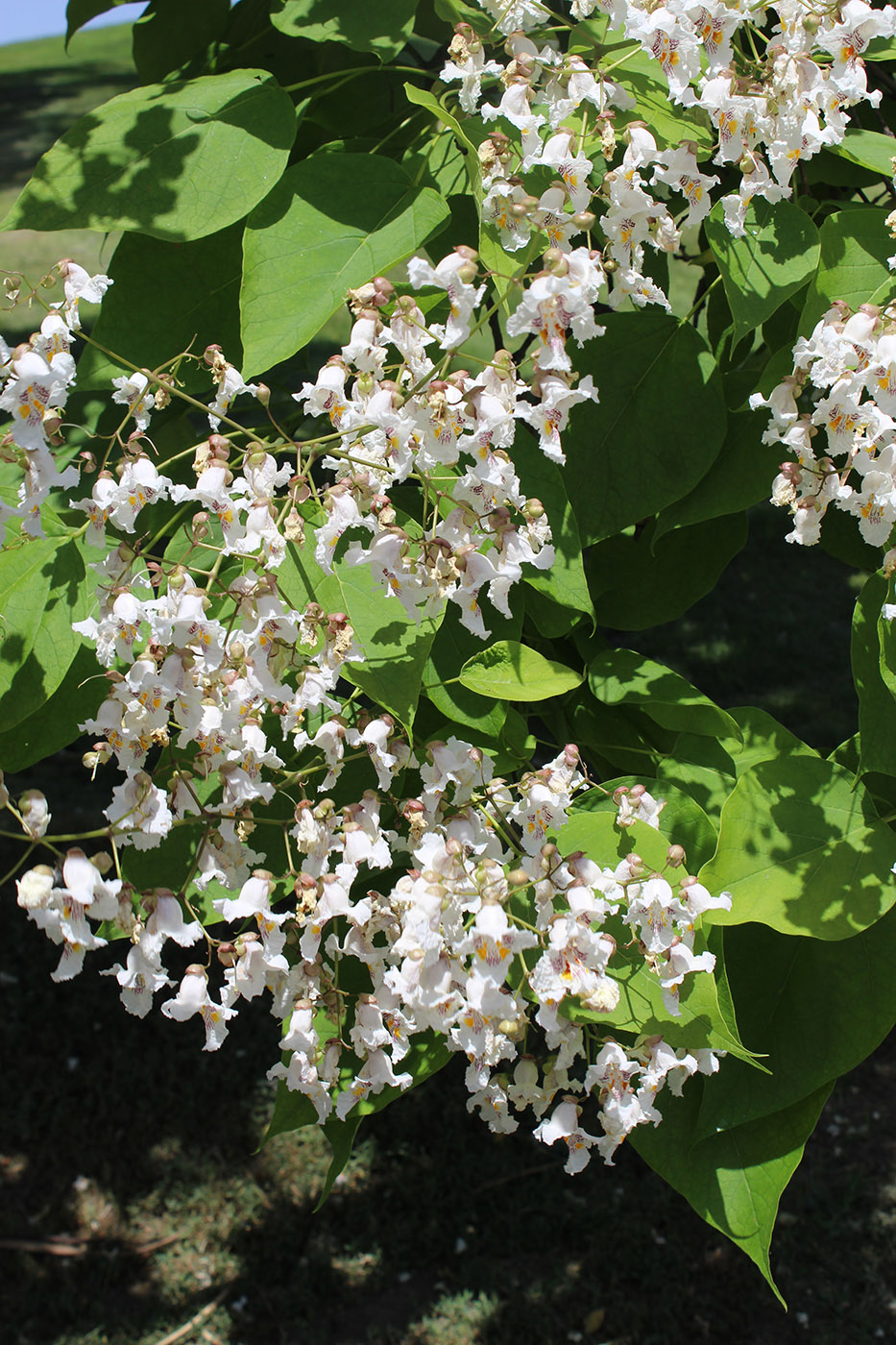 Image of Catalpa bignonioides specimen.