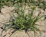 Torulinium odoratum