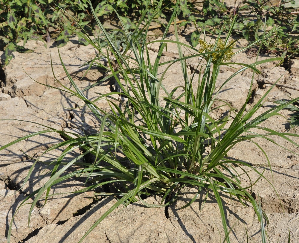 Image of Torulinium odoratum specimen.