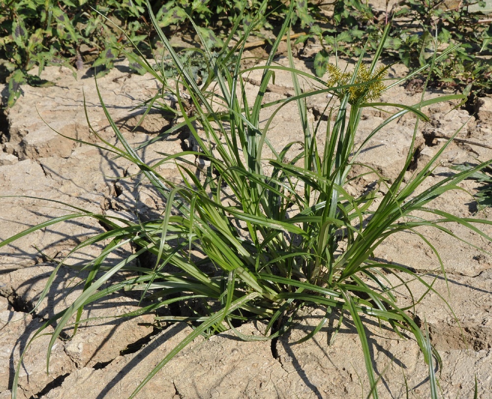 Изображение особи Cyperus esculentus.