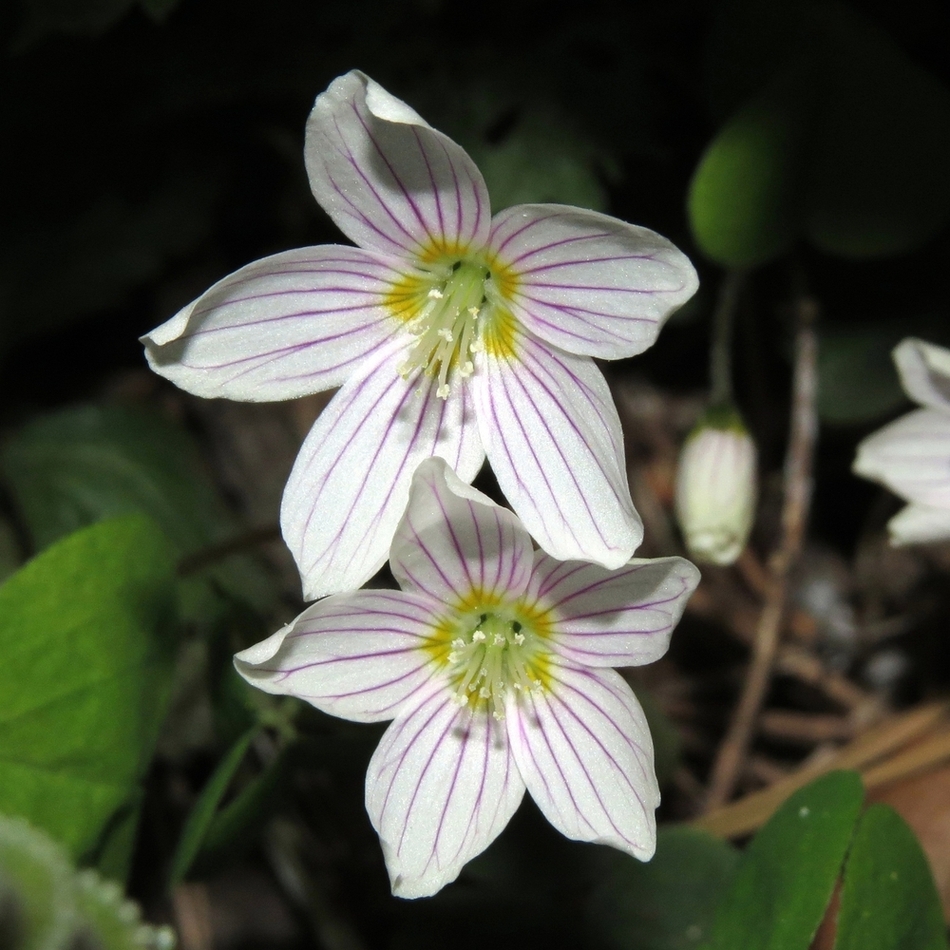 Изображение особи Oxalis acetosella.