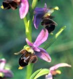 Ophrys oestrifera. Часть соцветия. Украина, Крым, Никитский ботанический сад, заповедник \"Мыс Мартьян\", лес. Средина апреля 2002 г.