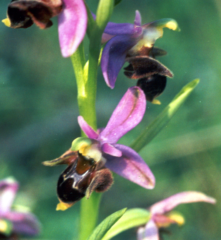 Изображение особи Ophrys oestrifera.