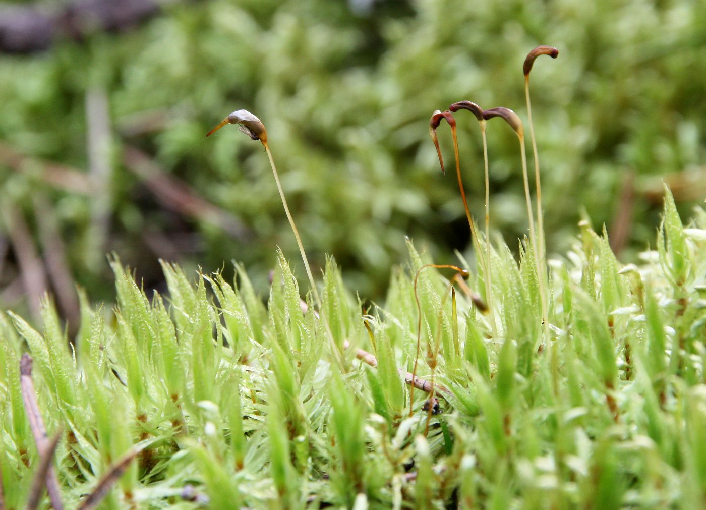 Image of Dicranum polysetum specimen.