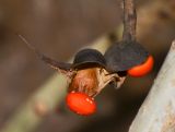 Erythrina corallodendron. Верхушка вскрывшегося плода. Израиль, Шарон, пос. Кфар Шмариягу, в культуре в озеленении. 10.01.2016.