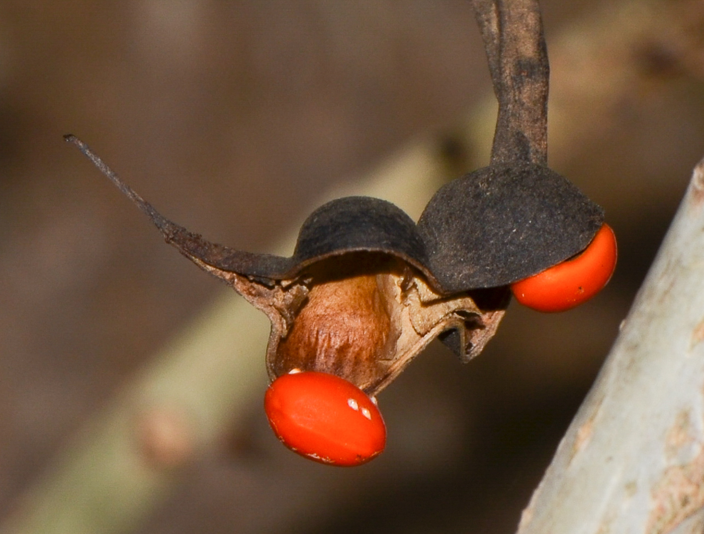 Изображение особи Erythrina corallodendron.