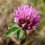 Trifolium pratense. Отцветающее соцветие и лист. Беларусь, г. Минск, набережная Слепянской водной системы, газон. 01.10.2016.
