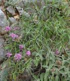 Centranthus ruber
