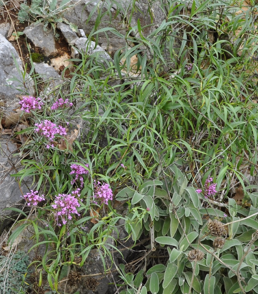 Image of Centranthus ruber specimen.