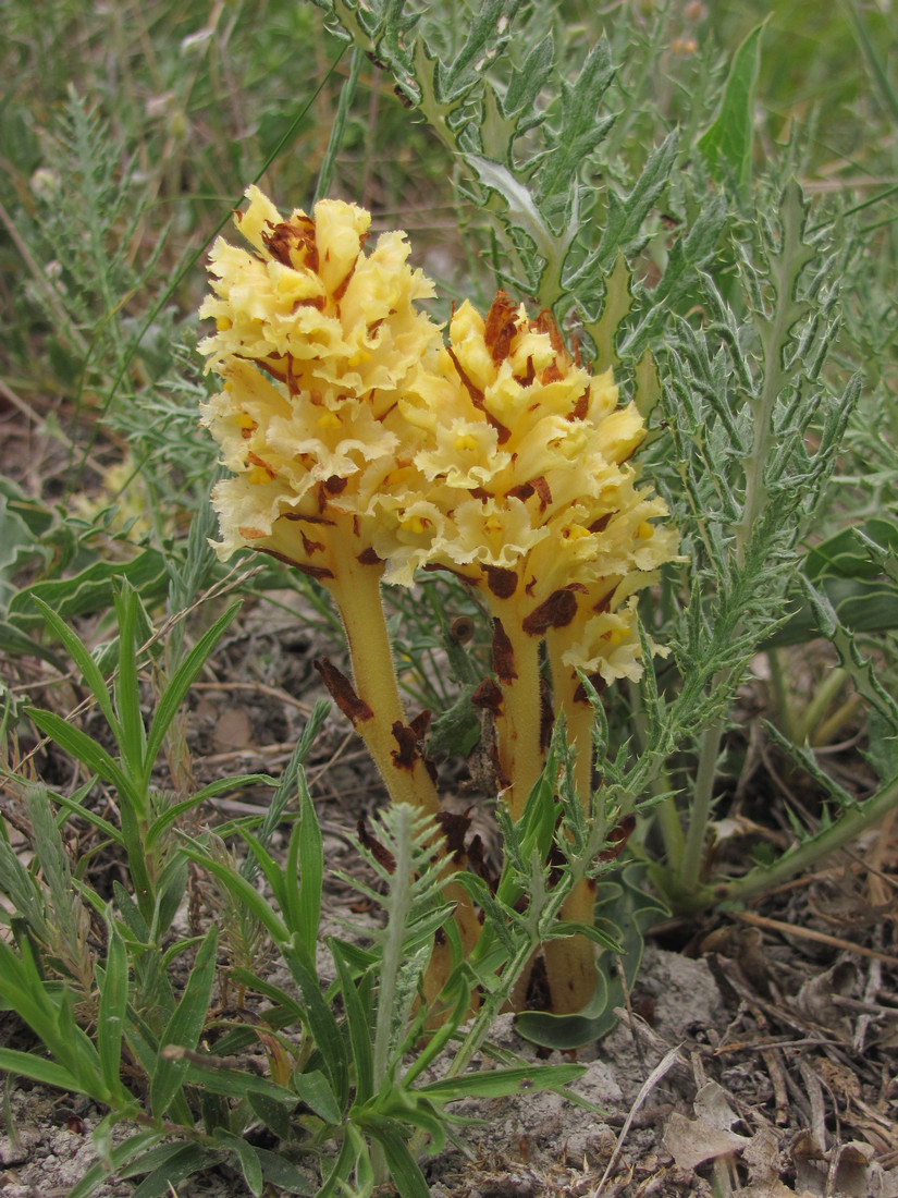 Изображение особи Orobanche centaurina.