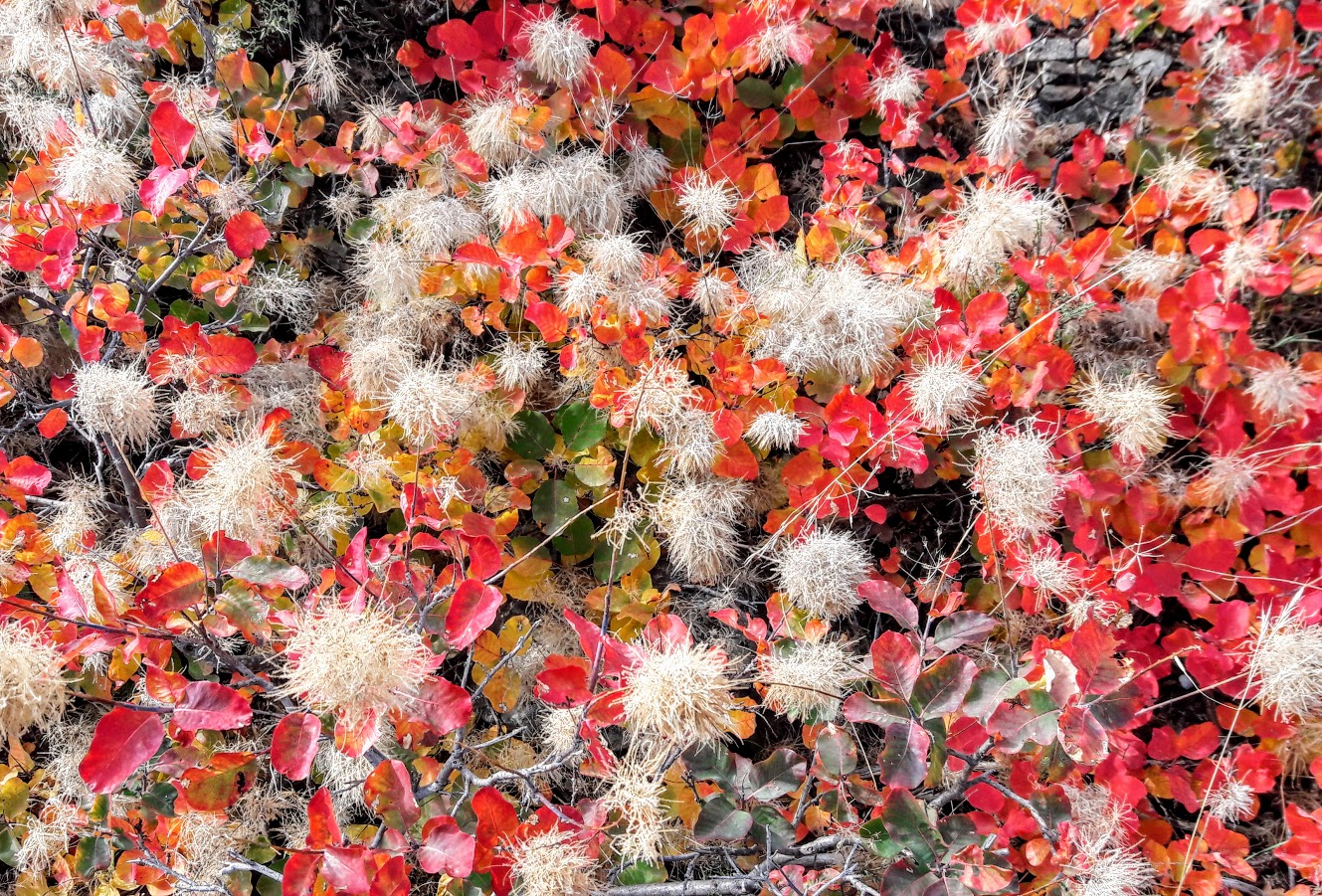 Image of Cotinus coggygria specimen.