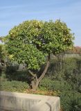 Citrus × paradisi