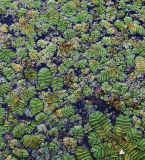 Salvinia natans