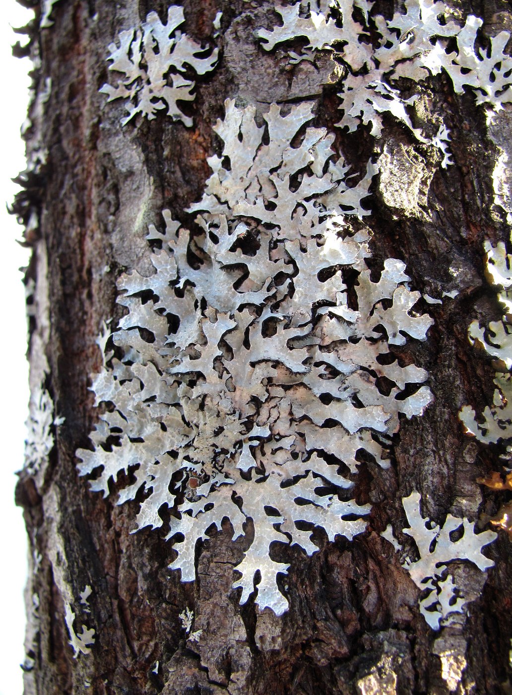 Изображение особи Parmelia sulcata.