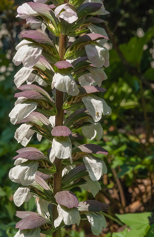 Image of Acanthus mollis specimen.