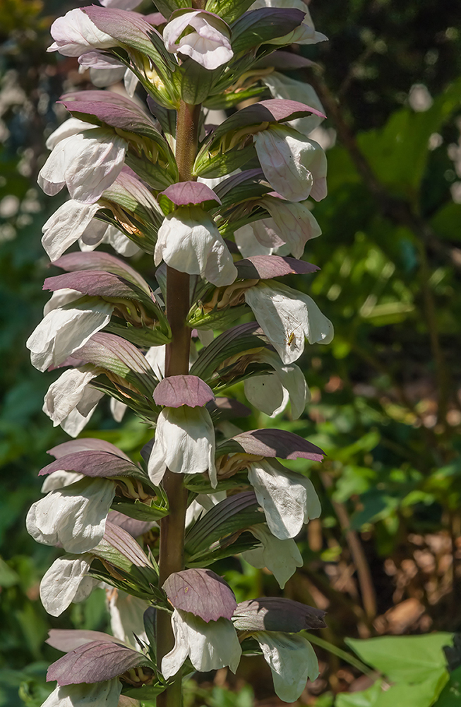 Изображение особи Acanthus mollis.