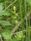 Carex spicata. Соплодие. Украина, г. Запорожье, балка между Космическим мкрн. и Опытной станцией, берег пересыхающего озерка. 28.05.2016.