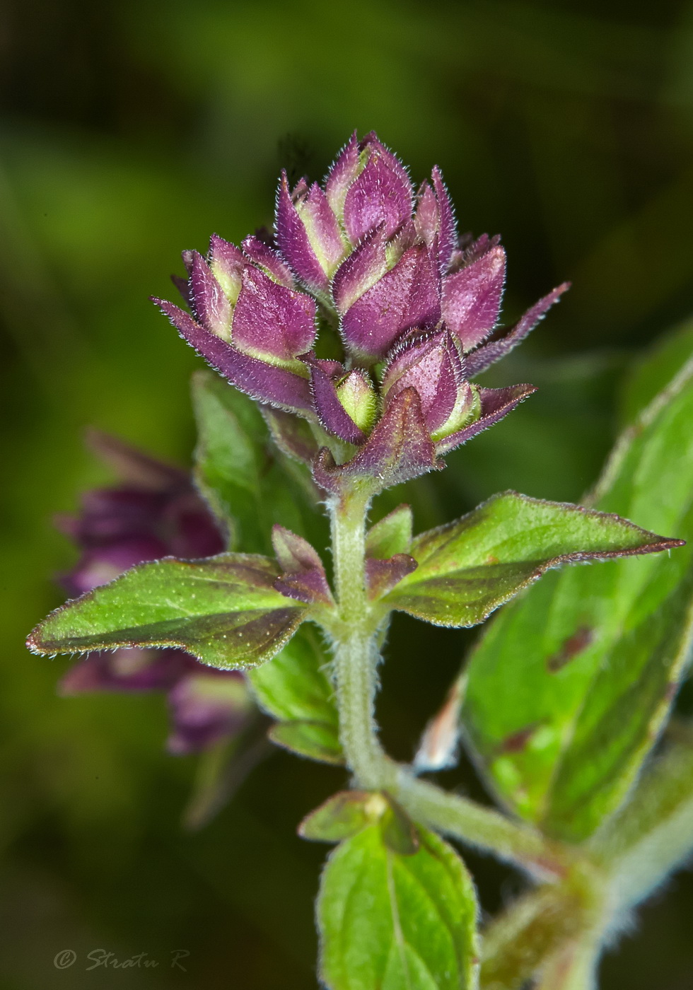 Image of Origanum vulgare specimen.