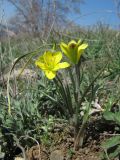 Gagea granatellii. Цветущее растение. Крым, Балаклава, приморские склоны. 26 марта 2010 г.