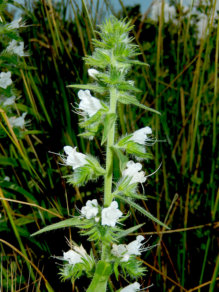 Image of Echium vulgare specimen.