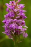 Dactylorhiza baltica