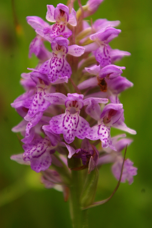 Изображение особи Dactylorhiza baltica.