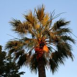 род Washingtonia
