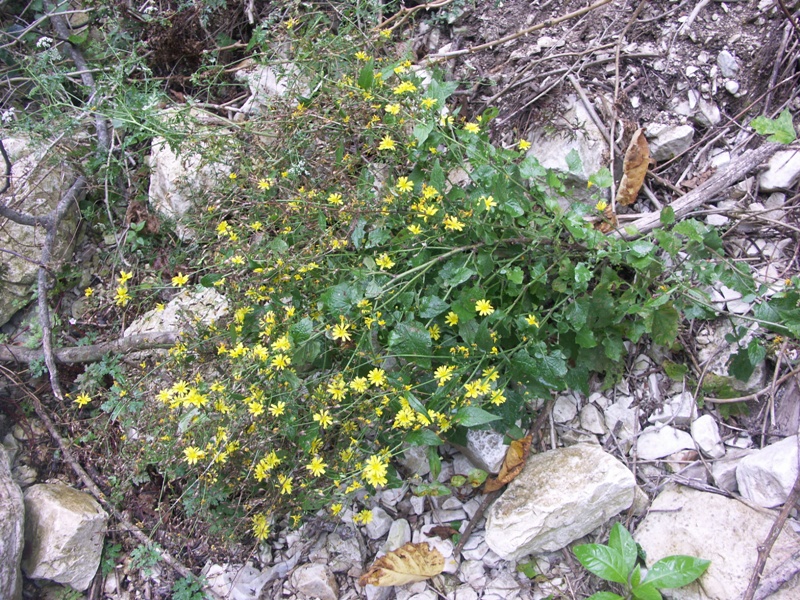 Изображение особи Lapsana grandiflora.