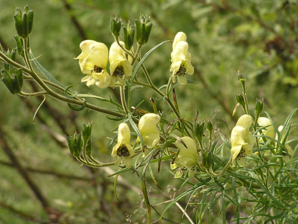 Image of Aconitum anthoroideum specimen.