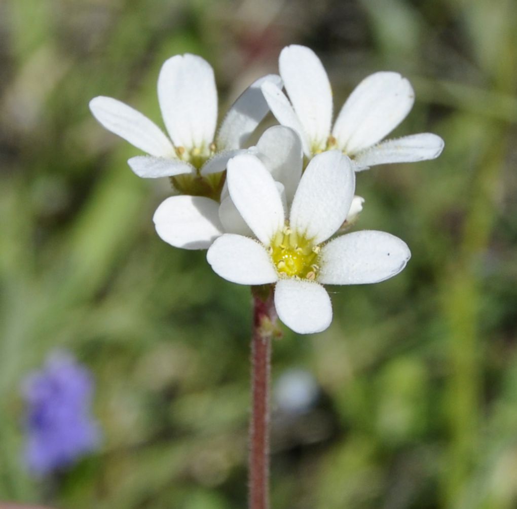 Image of Saxifraga carpetana ssp. graeca specimen.