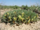 Astragalus dianthus