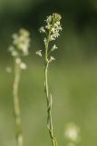Turritis glabra. Верхушка растения с соцветием. Ростовская обл., Аксайский р-н, окр. хут. Александровка, степной склон. 06.05.2017.