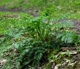 Anthriscus sylvestris. Растение с молодыми листьями. Московская обл., Раменский р-н, окр. ж.-д. платформы Хрипань, просека в смешанном лесу. 12.05.2017.