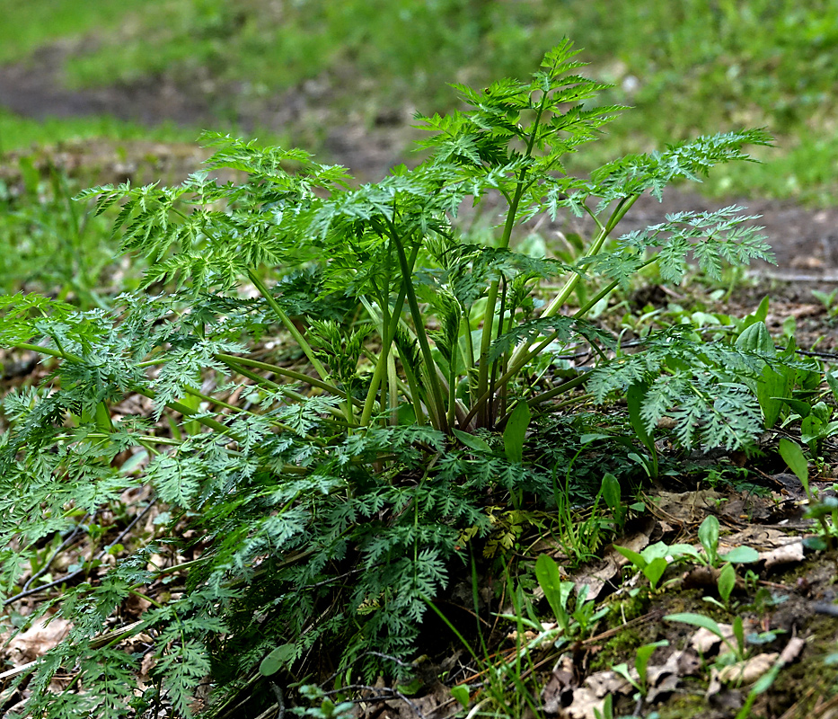 Изображение особи Anthriscus sylvestris.