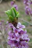 Daphne mezereum