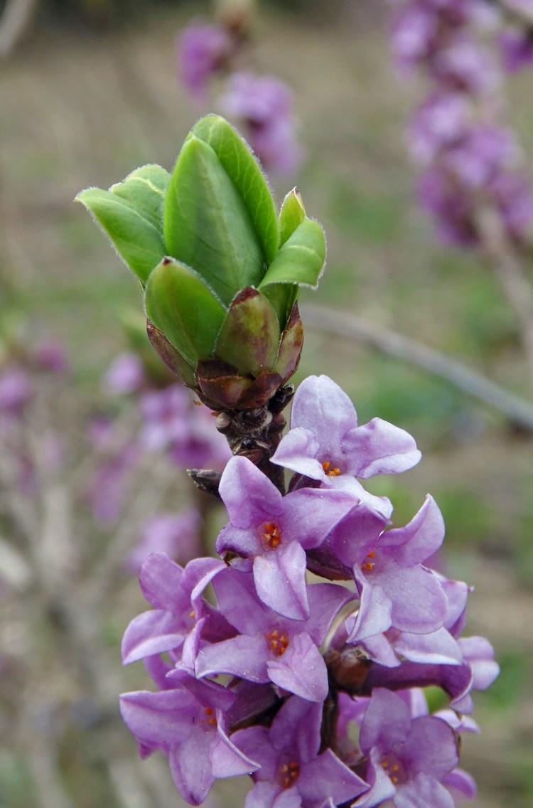 Image of Daphne mezereum specimen.