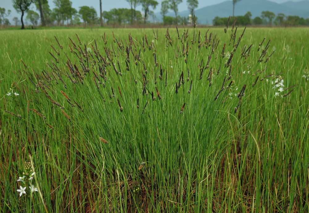 Image of Carex meyeriana specimen.