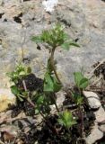 Trifolium scabrum. Цветущее растение. Крым, окр. Севастополя, Чернореченский каньон, каменистая осыпь в можжевеловом редколесье. 26 мая 2017 г.