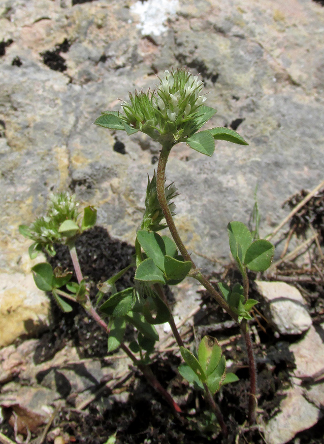 Изображение особи Trifolium scabrum.