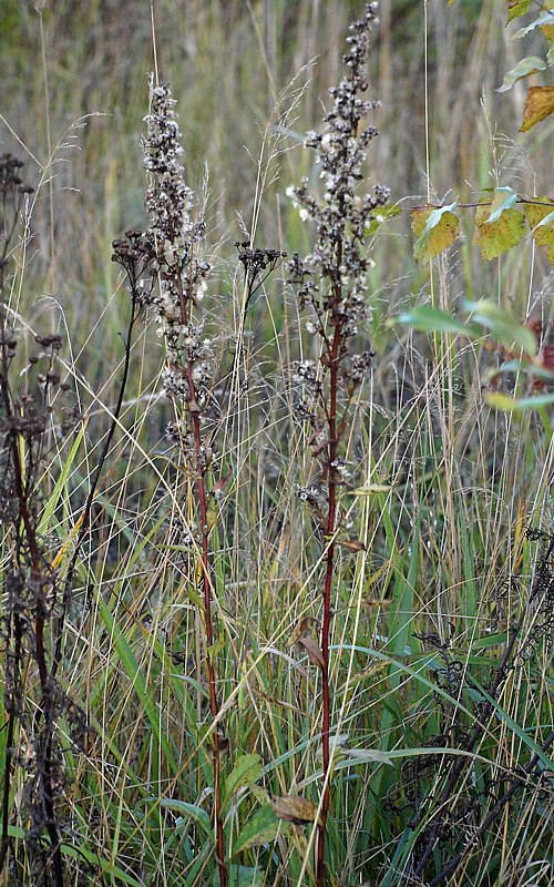 Изображение особи Solidago virgaurea.